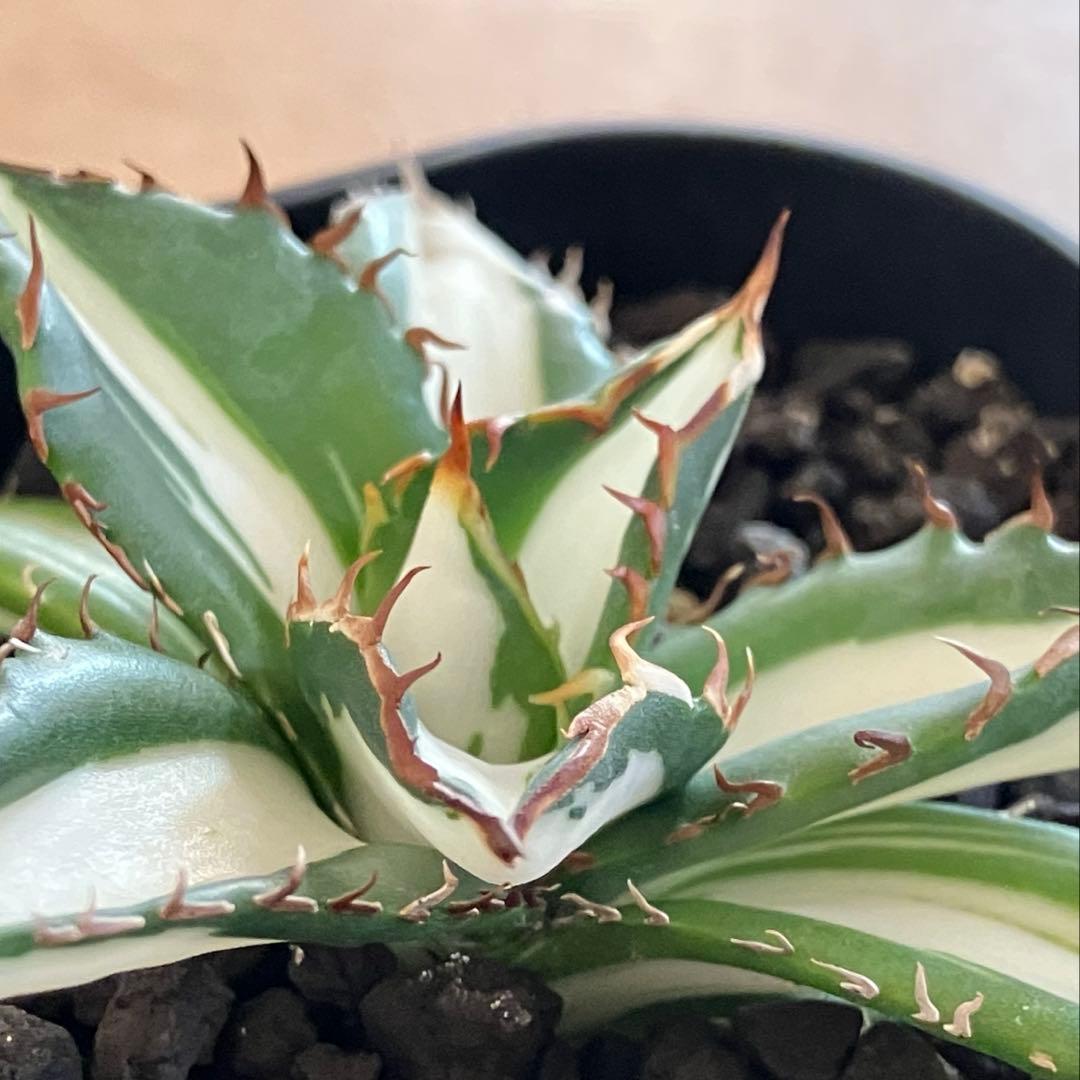 【初売り】16 活着間近　サイズ大　アガベ　太陽神錦　白中斑　TC