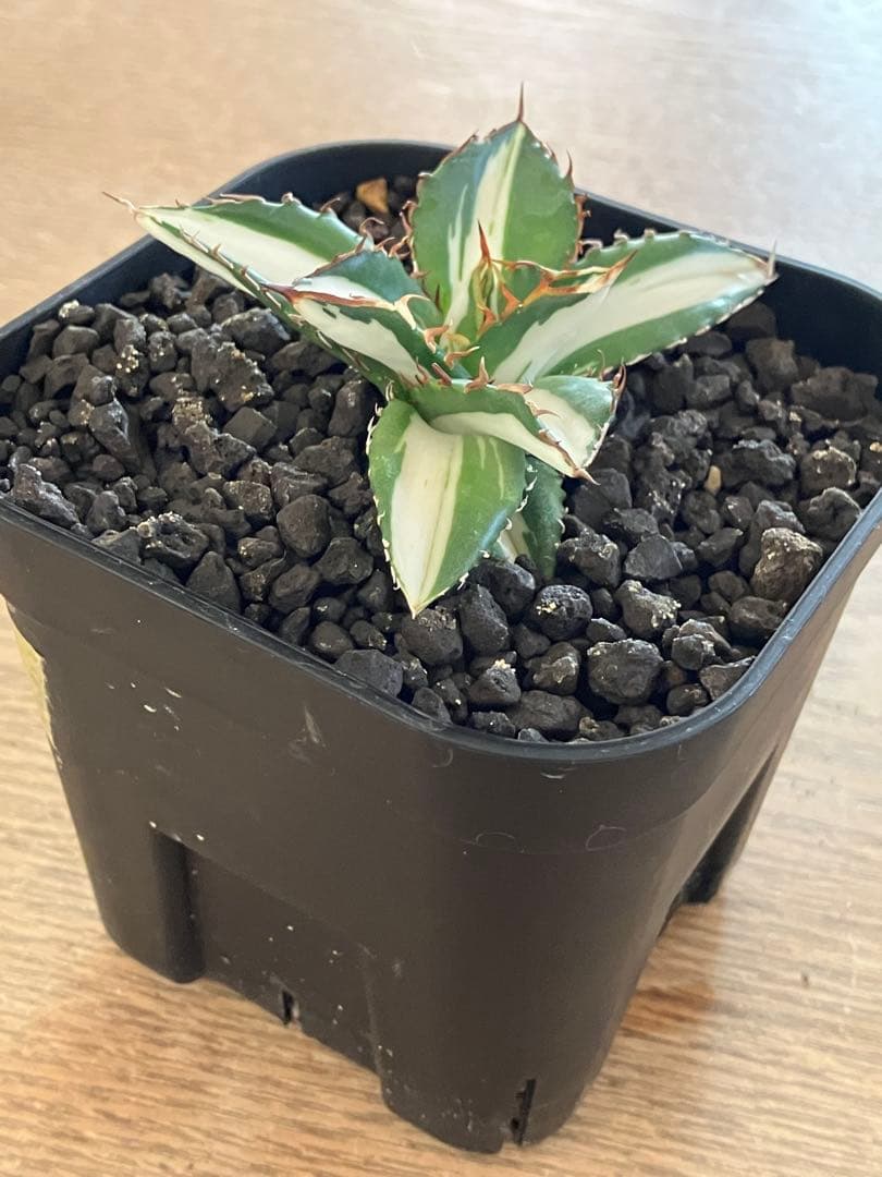 【初売り】16 活着間近　サイズ大　アガベ　太陽神錦　白中斑　TC