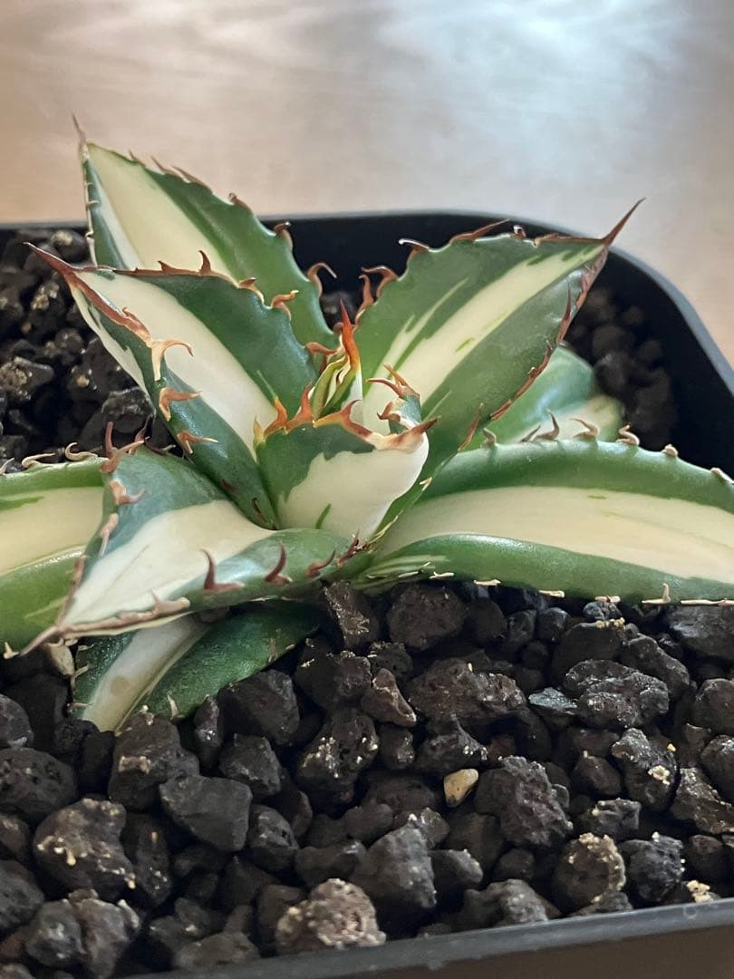 【初売り】16 活着間近　サイズ大　アガベ　太陽神錦　白中斑　TC