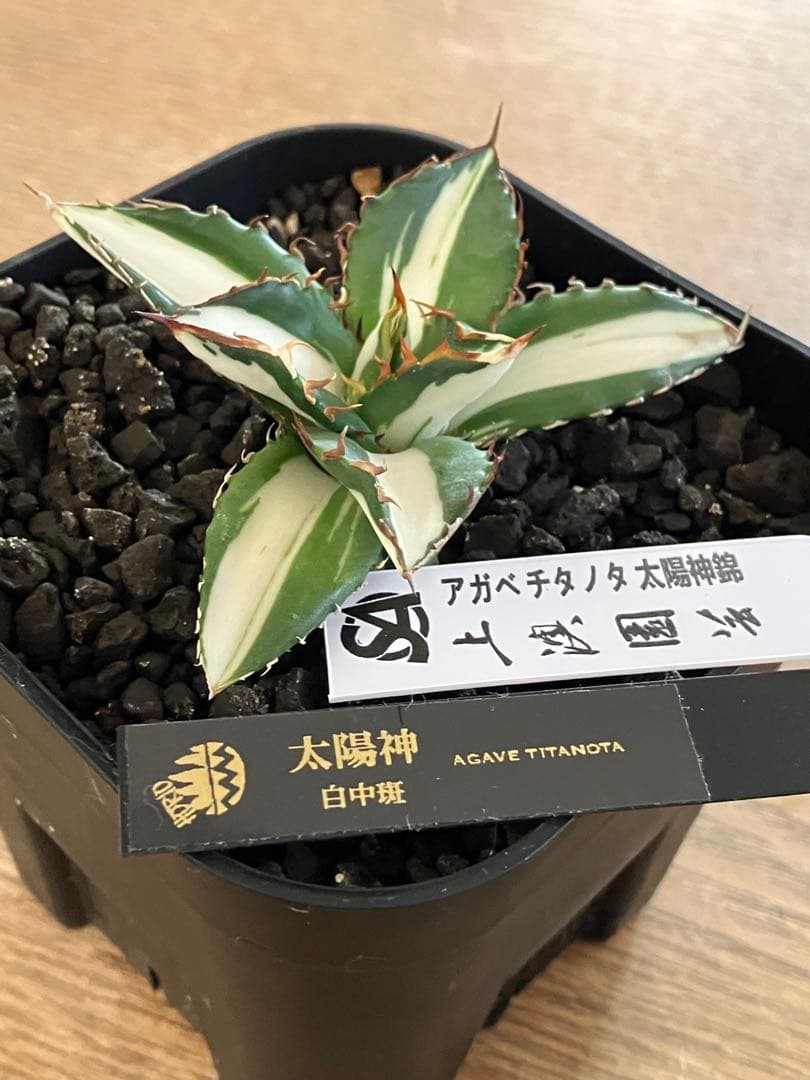 【初売り】16 活着間近　サイズ大　アガベ　太陽神錦　白中斑　TC