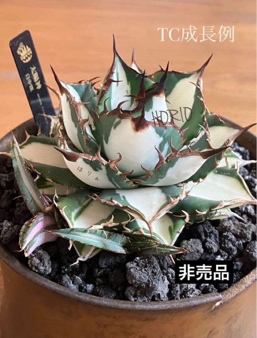 【初売り】16 活着間近　サイズ大　アガベ　太陽神錦　白中斑　TC