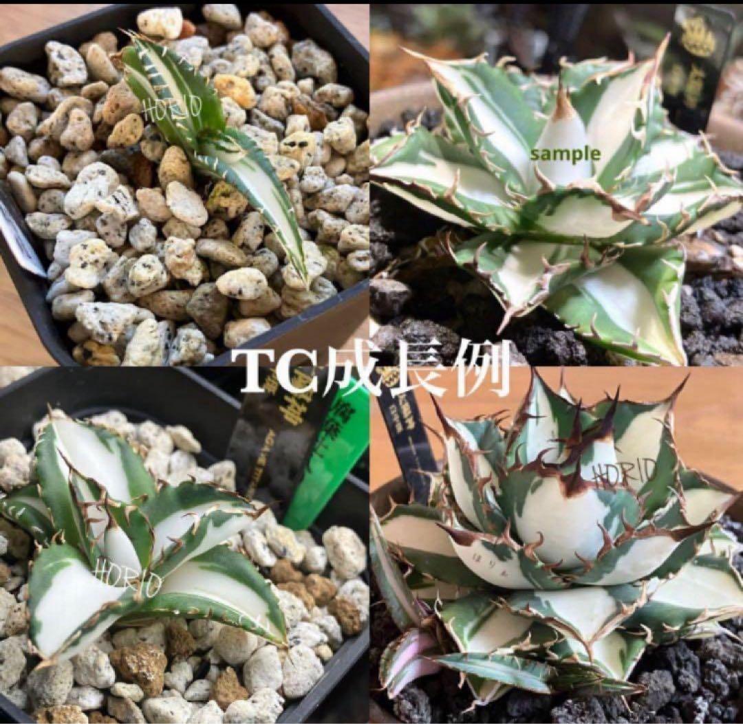 【初売り】16 活着間近　サイズ大　アガベ　太陽神錦　白中斑　TC