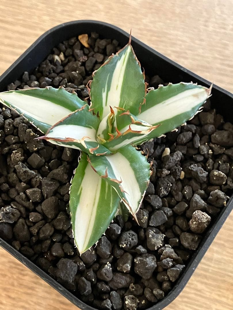 【初売り】16 活着間近　サイズ大　アガベ　太陽神錦　白中斑　TC