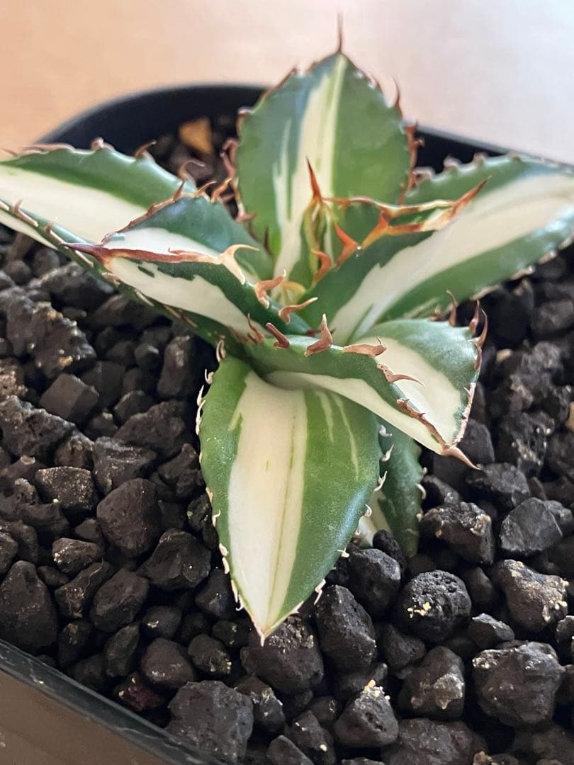 【初売り】16 活着間近　サイズ大　アガベ　太陽神錦　白中斑　TC