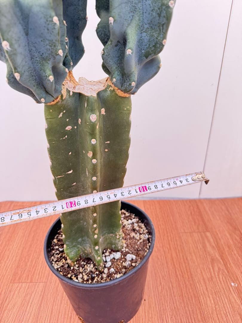 柱サボテン　ブランチ　15