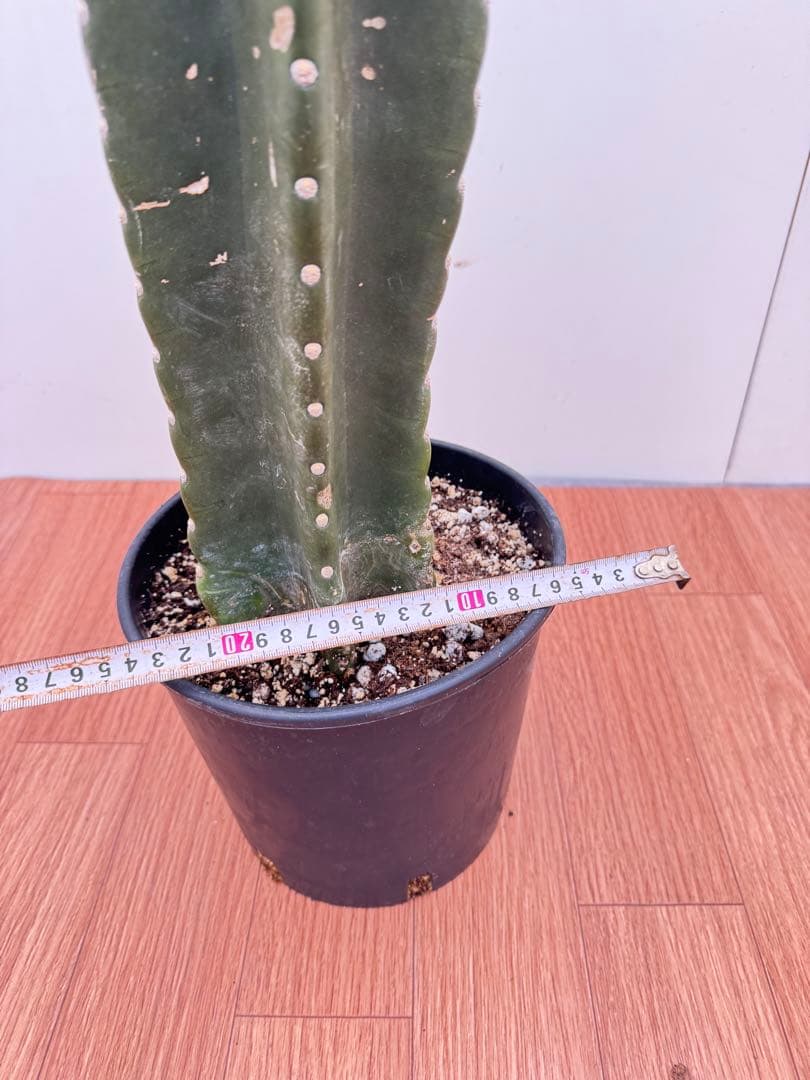 柱サボテン　ブランチ　15