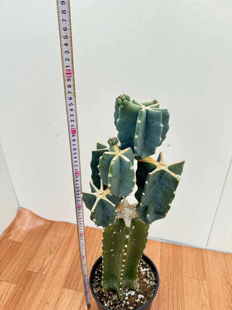 柱サボテン　ブランチ　15