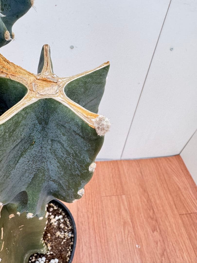 柱サボテン　ブランチ　15