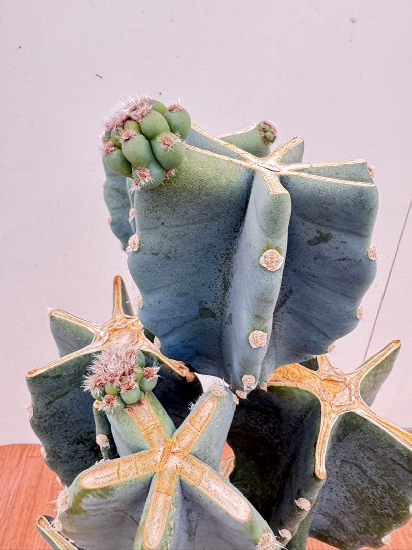 柱サボテン　ブランチ　15