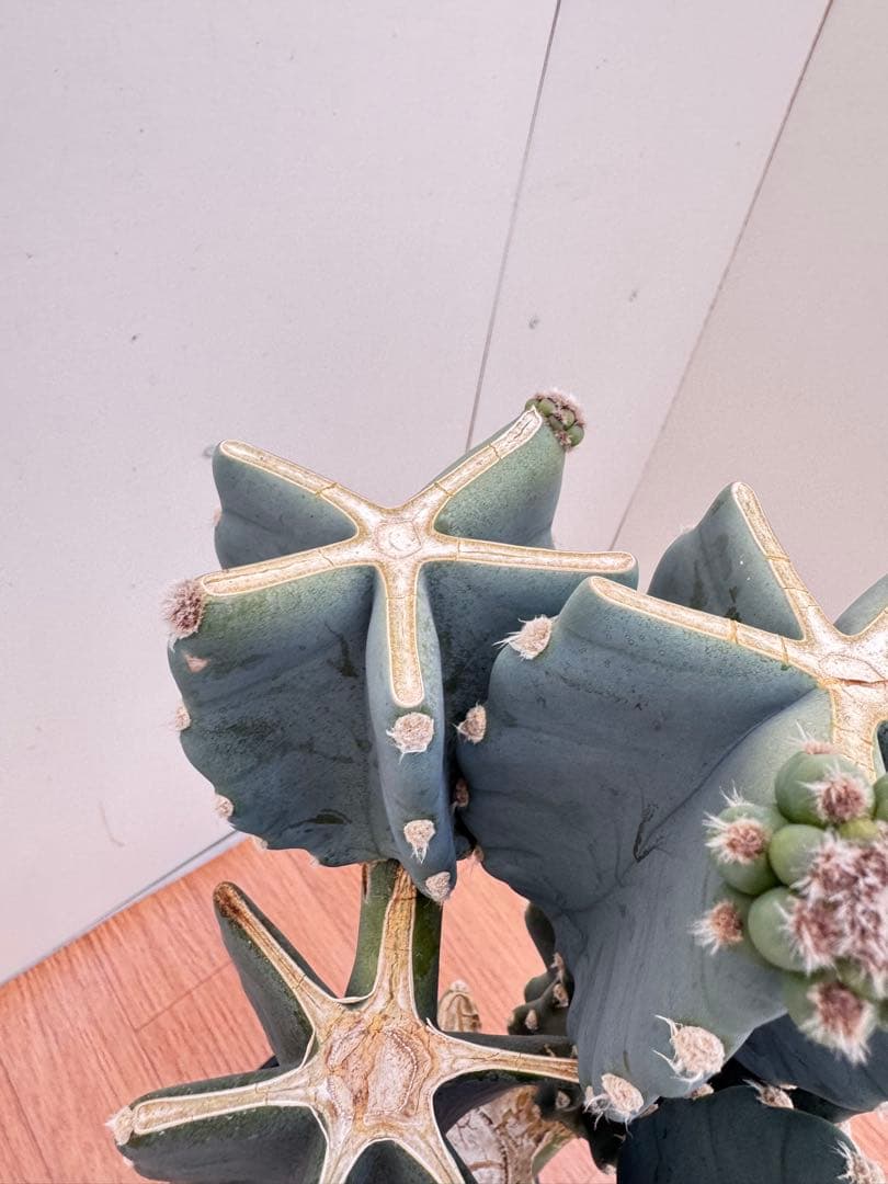 柱サボテン　ブランチ　15