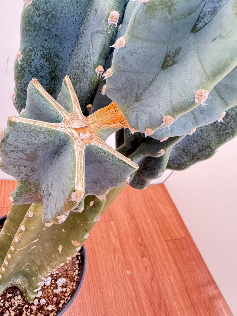 柱サボテン　ブランチ　15