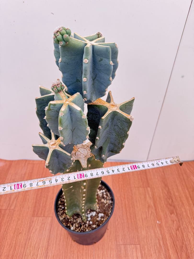 柱サボテン　ブランチ　15