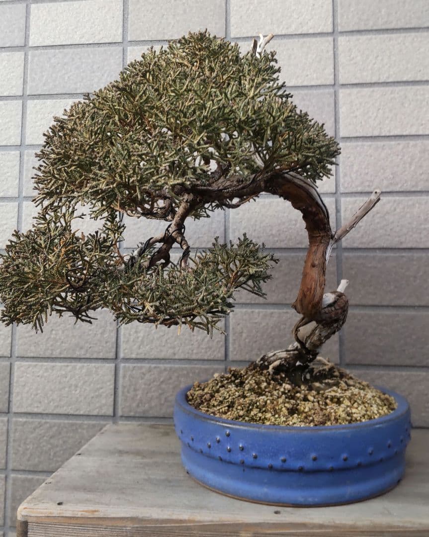 真柏　盆栽