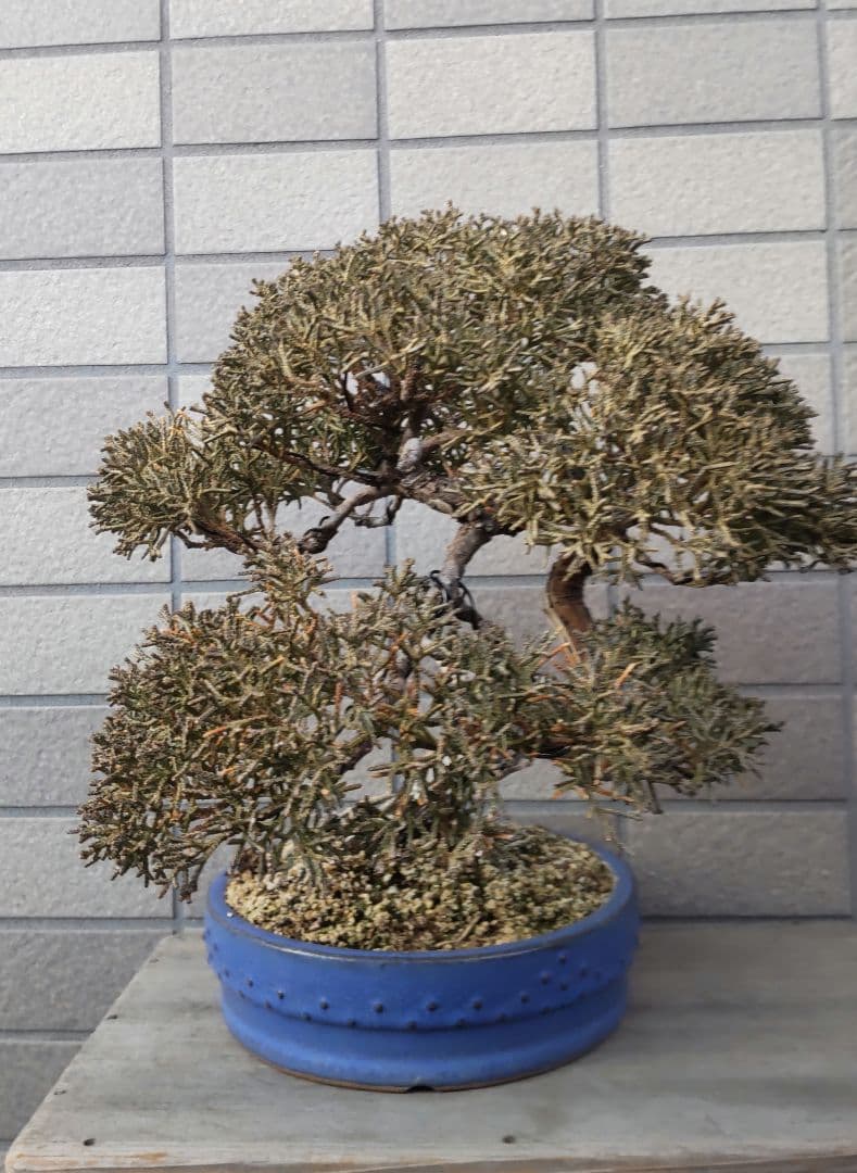 真柏　盆栽