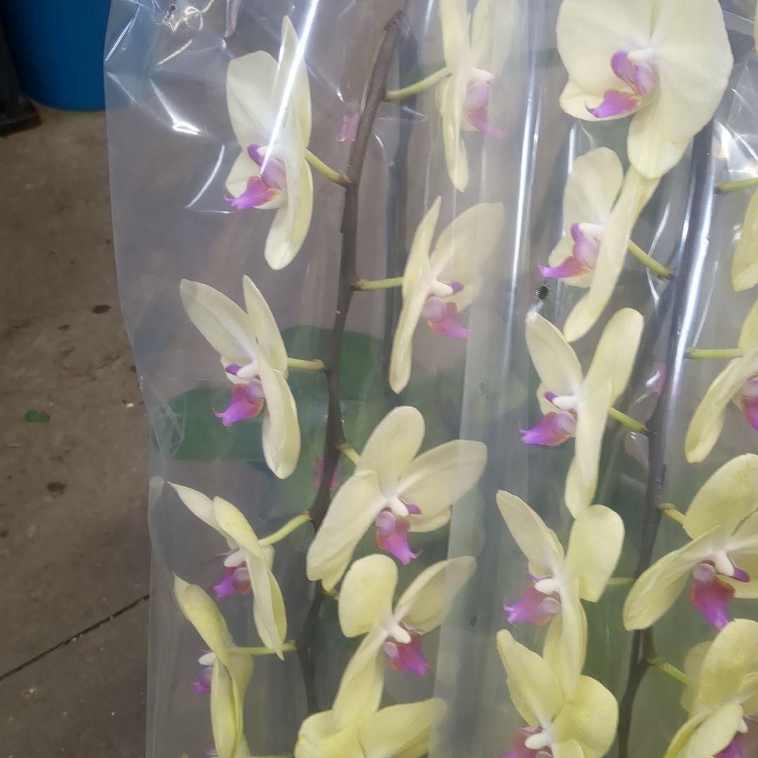 黄色胡蝶蘭3本だて写真80センチ位土曜日仕入れ分
