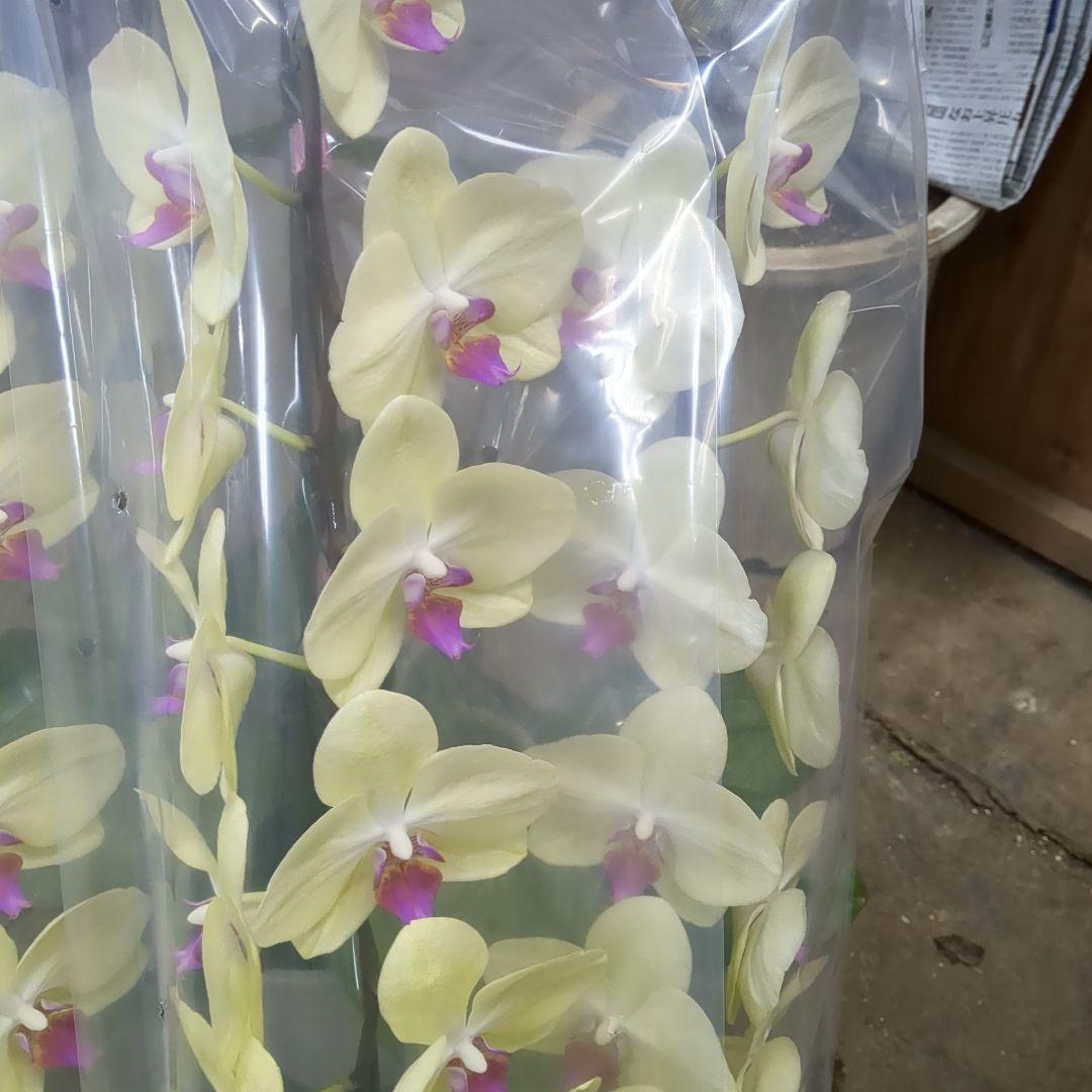 黄色胡蝶蘭3本だて写真80センチ位土曜日仕入れ分