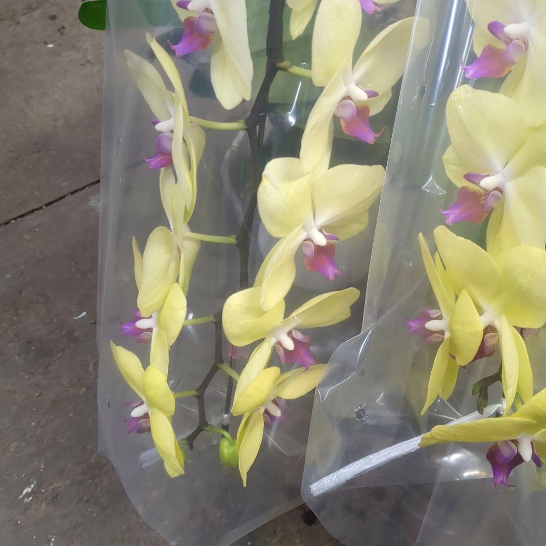 黄色胡蝶蘭3本だて写真80センチ位土曜日仕入れ分