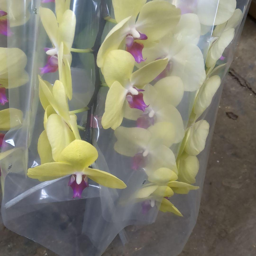 黄色胡蝶蘭3本だて写真80センチ位土曜日仕入れ分