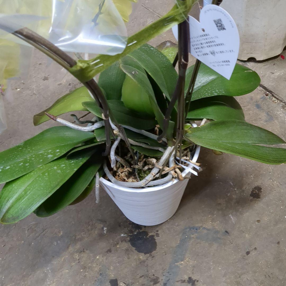 黄色胡蝶蘭3本だて写真80センチ位土曜日仕入れ分