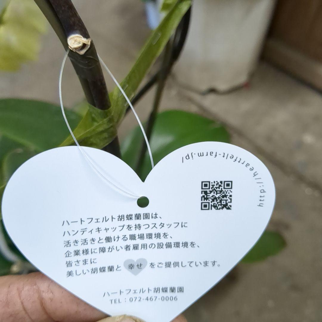 黄色胡蝶蘭3本だて写真80センチ位土曜日仕入れ分