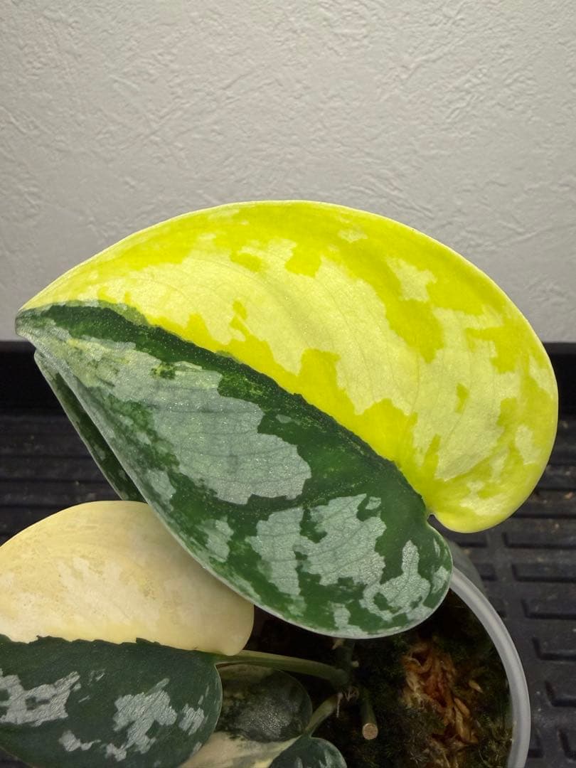 その他観葉植物 scindapsus bakudapati