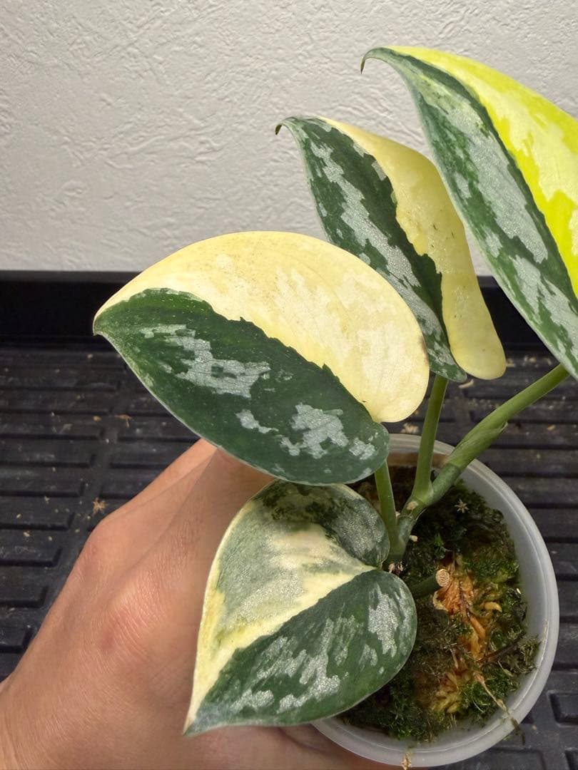 その他観葉植物 scindapsus bakudapati
