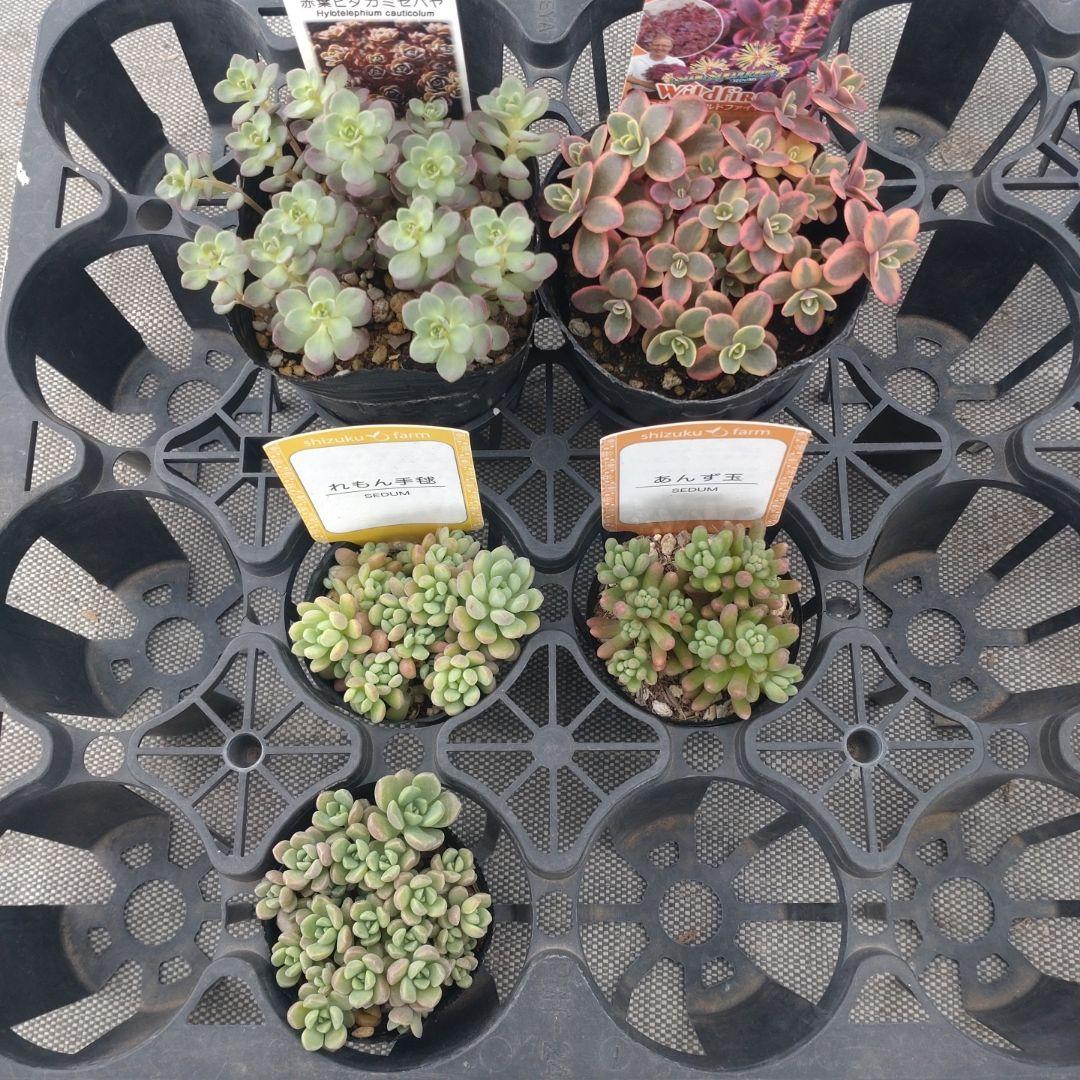 ちょこさん専用