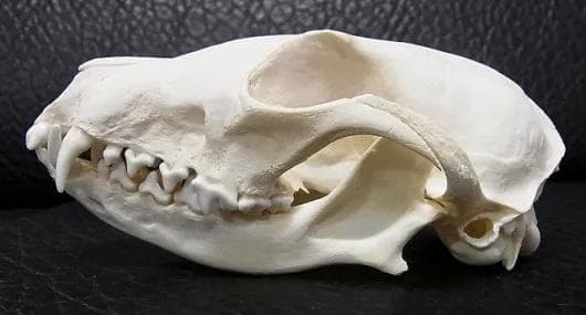 ヨーロッパ便！ホッキョクギツネの頭骨