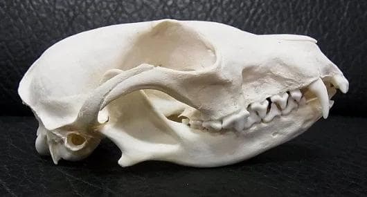 ヨーロッパ便！ホッキョクギツネの頭骨