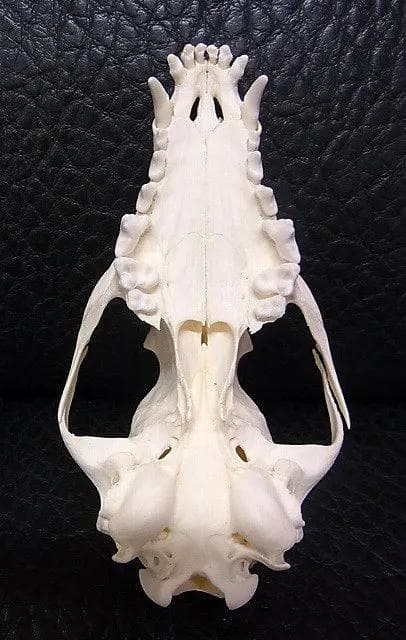 ヨーロッパ便！ホッキョクギツネの頭骨