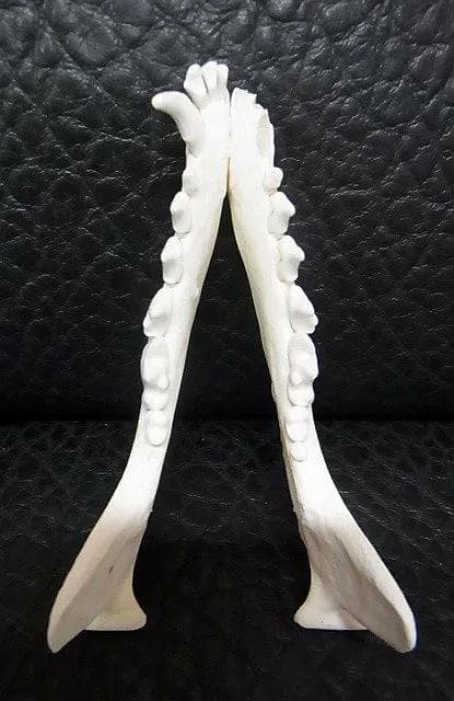 ヨーロッパ便！ホッキョクギツネの頭骨