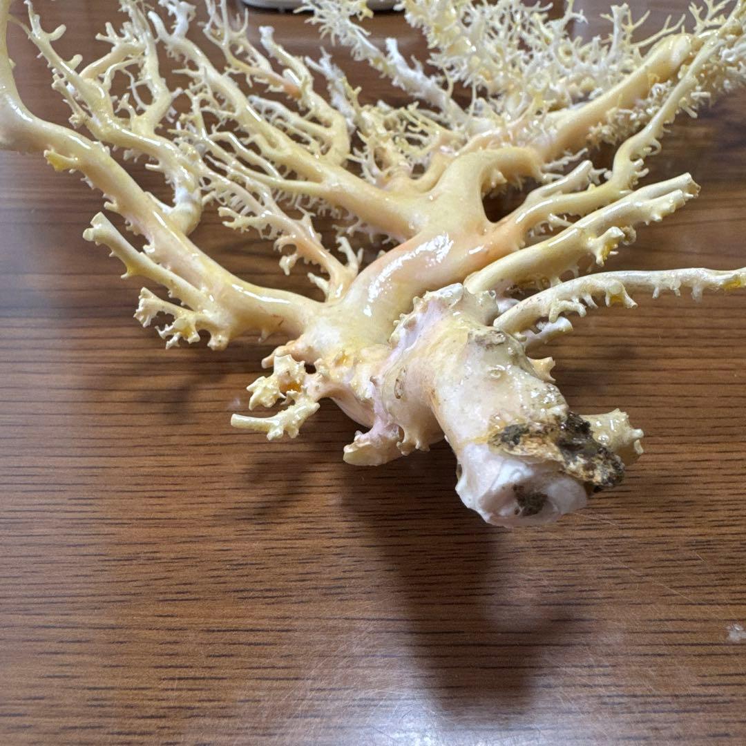 サンゴ　白　桃色　枝珊瑚