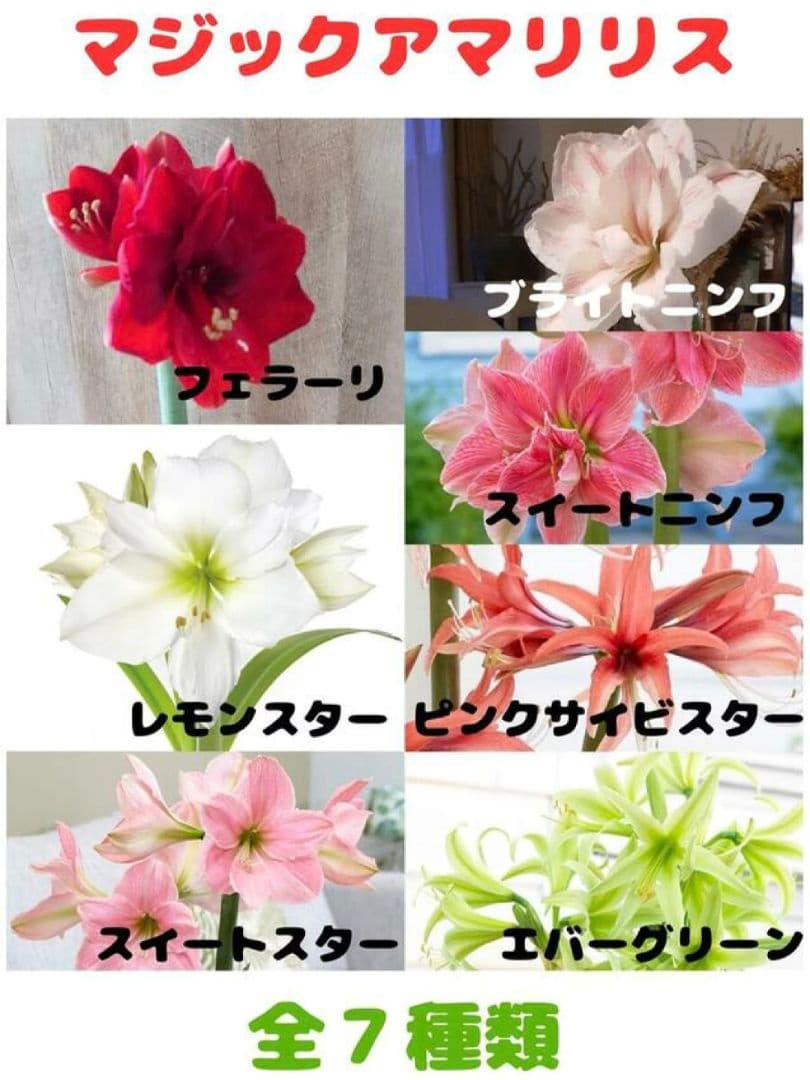 ぽむひこマジックアマリリス2種