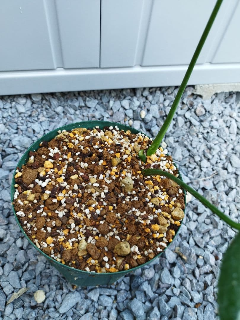 斑入りモンステラＢ９ジャングルミントデリシオーサ　抜き苗　鉢ごとの場合＋1000