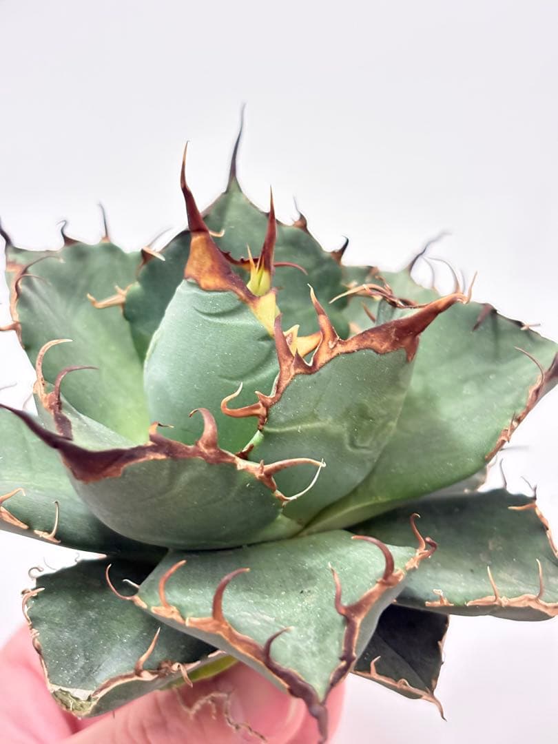 アガベ　オテロイ　実生　青葉