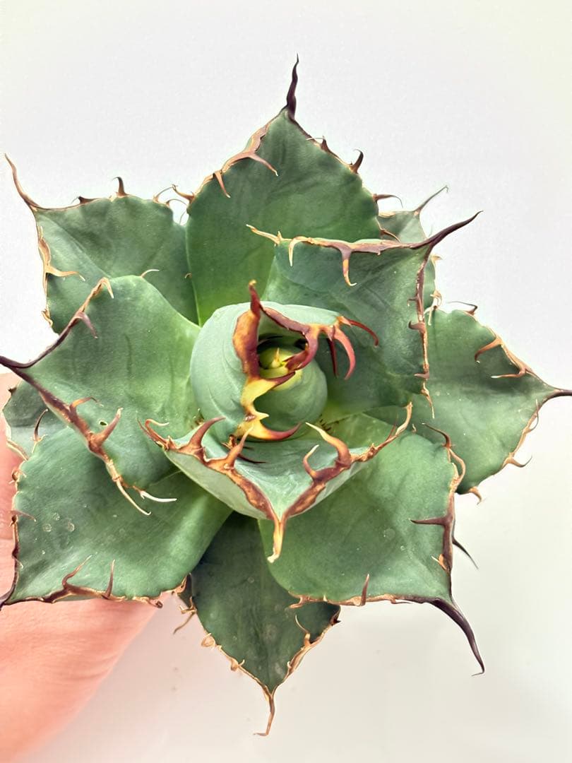 アガベ　オテロイ　実生　青葉