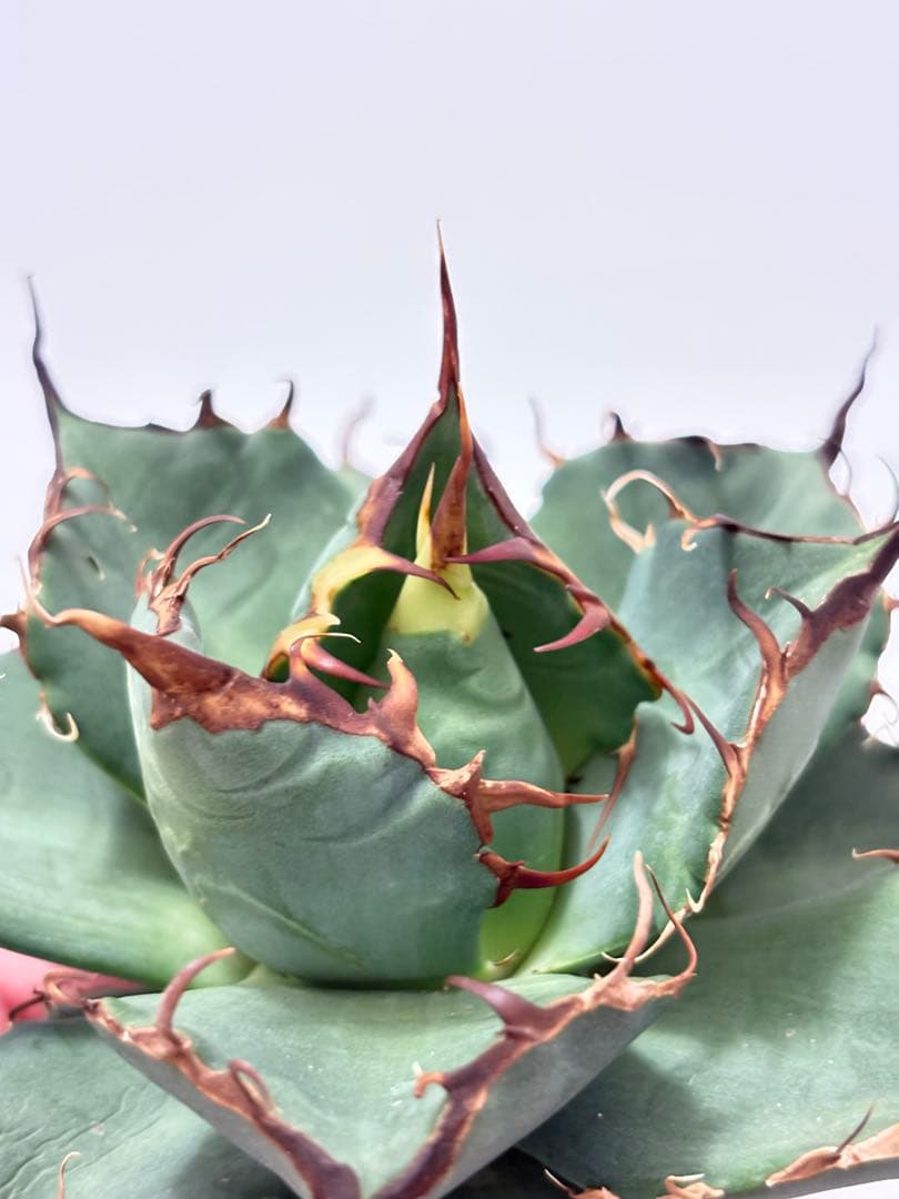 アガベ　オテロイ　実生　青葉