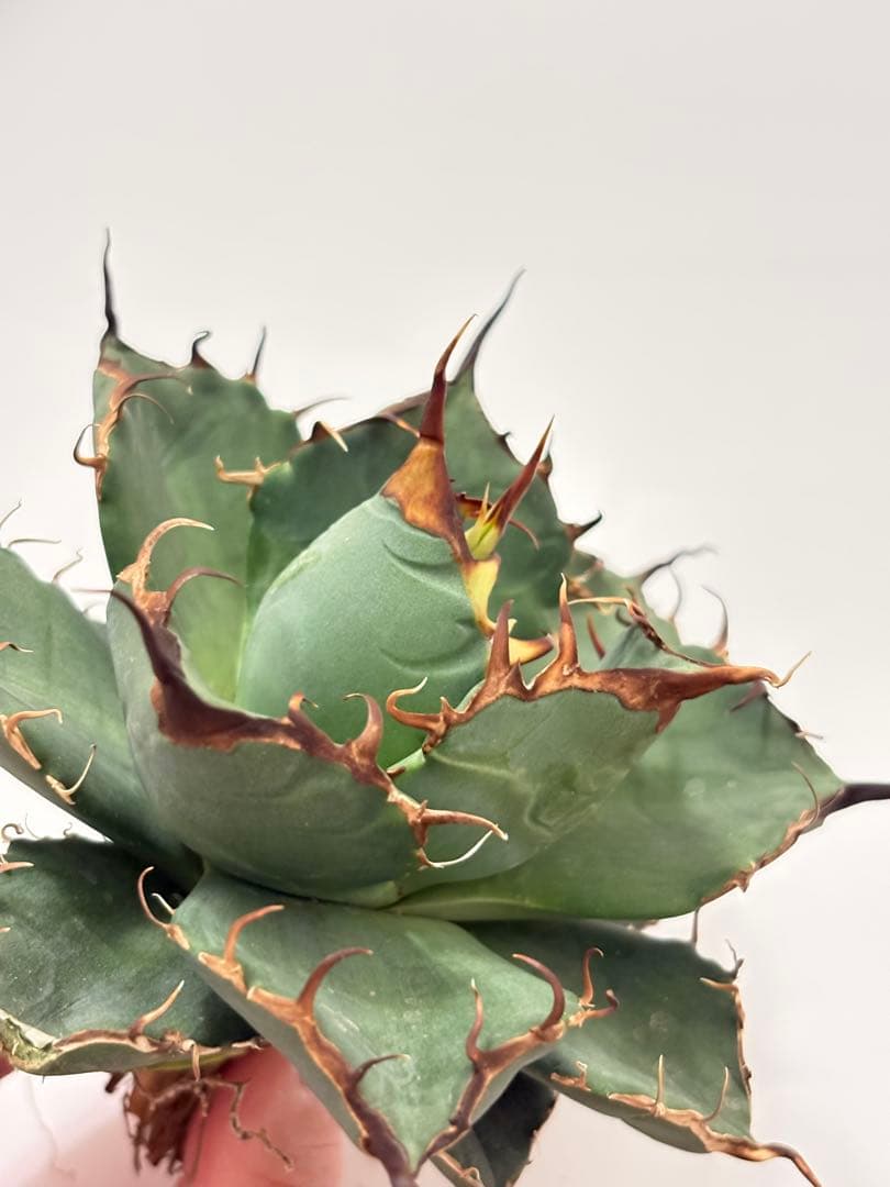 アガベ　オテロイ　実生　青葉