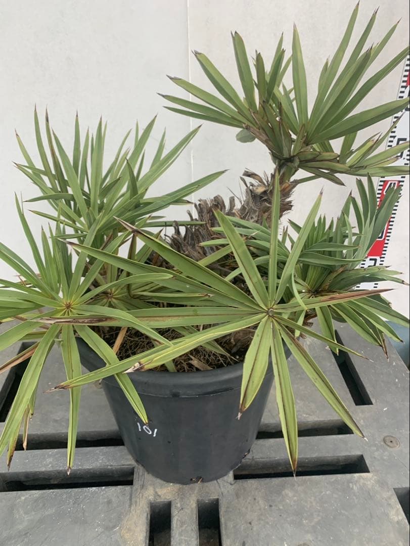 トリスリナックス　みのり（やまのうち）ページ