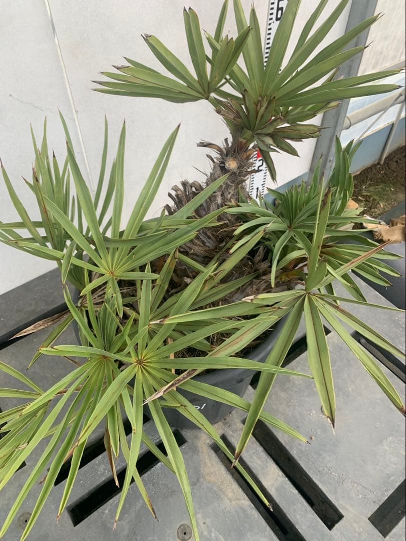 トリスリナックス　みのり（やまのうち）ページ