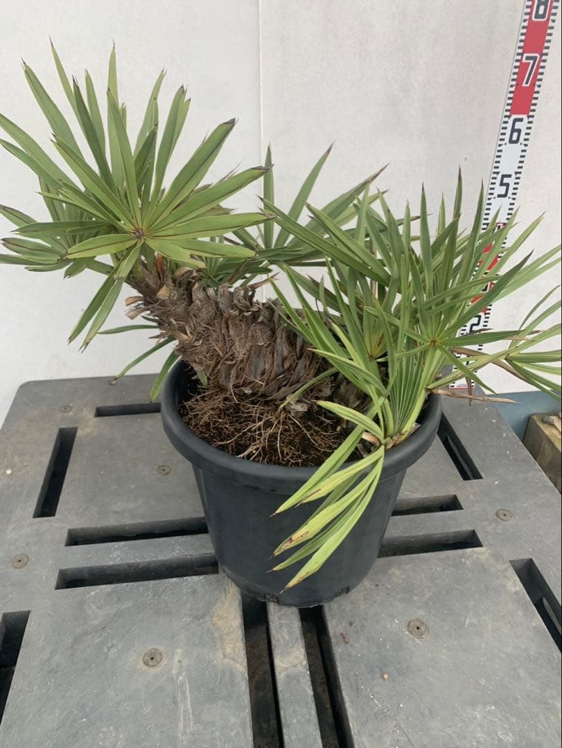 トリスリナックス　みのり（やまのうち）ページ