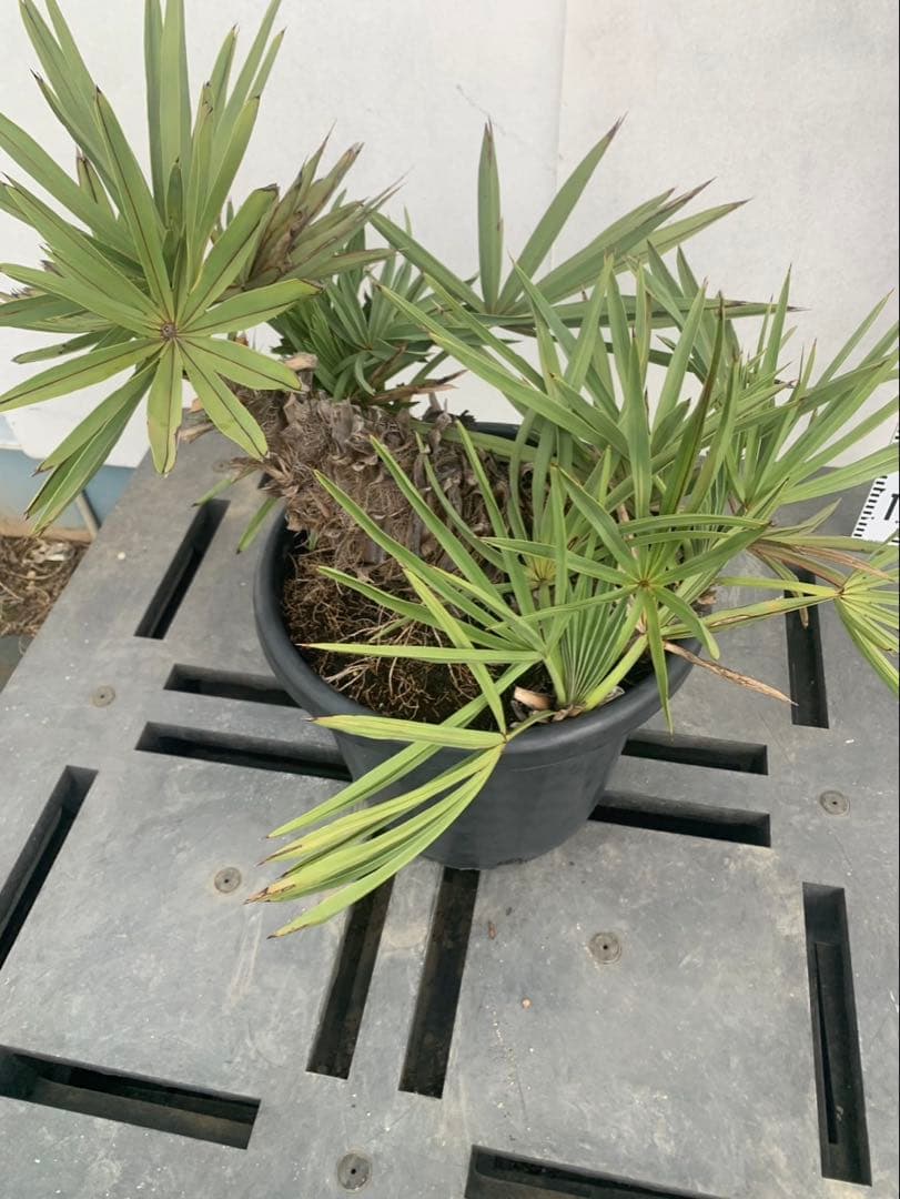 トリスリナックス　みのり（やまのうち）ページ