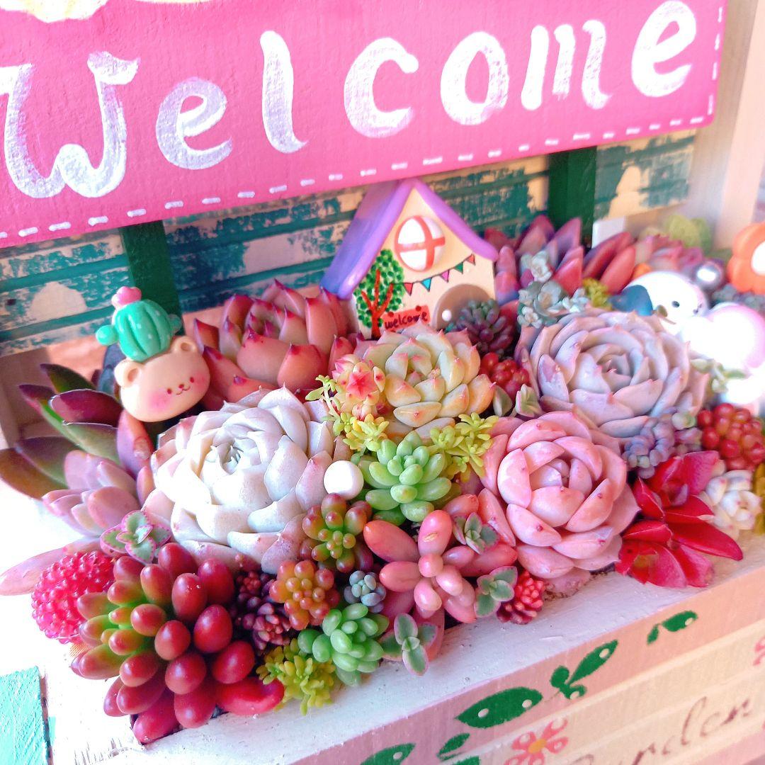 ❤️多肉植物❤️そのまま飾れる寄せ植え❤️仲良し三毛猫ちゃん~❤️