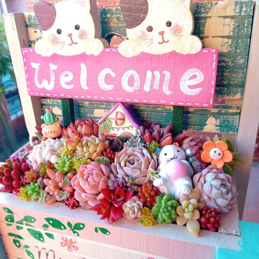 ❤️多肉植物❤️そのまま飾れる寄せ植え❤️仲良し三毛猫ちゃん~❤️