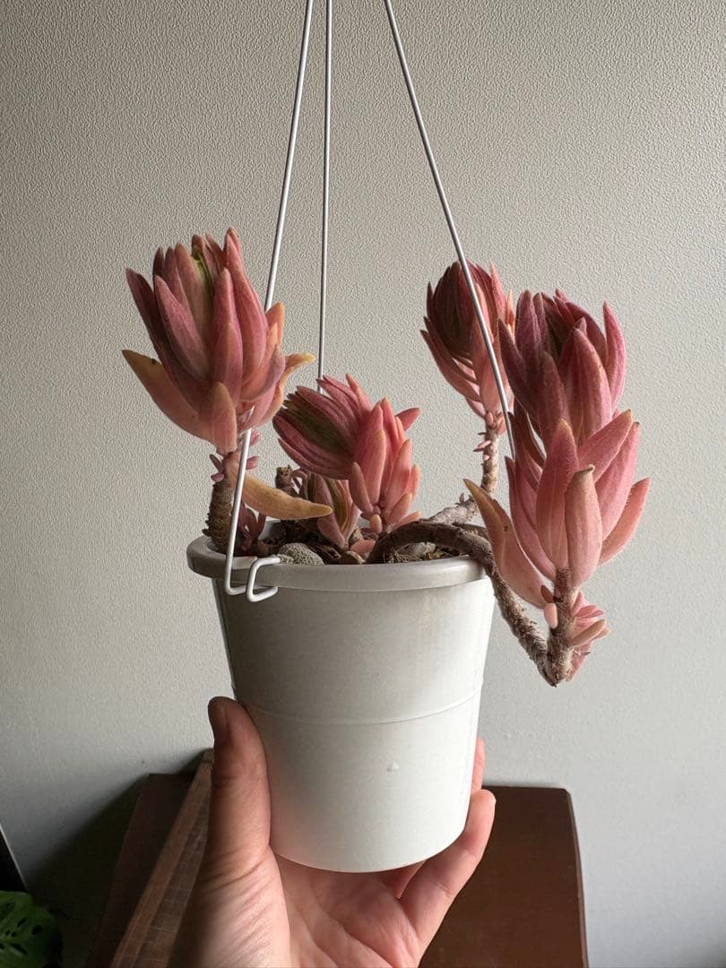 プレクトランサス セルレッセンス 4号 ⑩