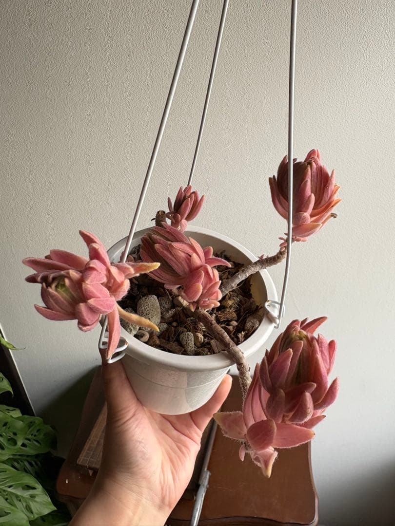 プレクトランサス セルレッセンス 4号 ⑩