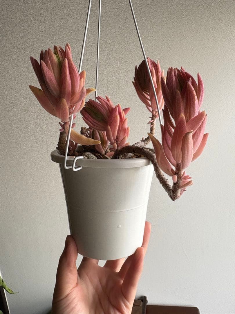 プレクトランサス セルレッセンス 4号 ⑩