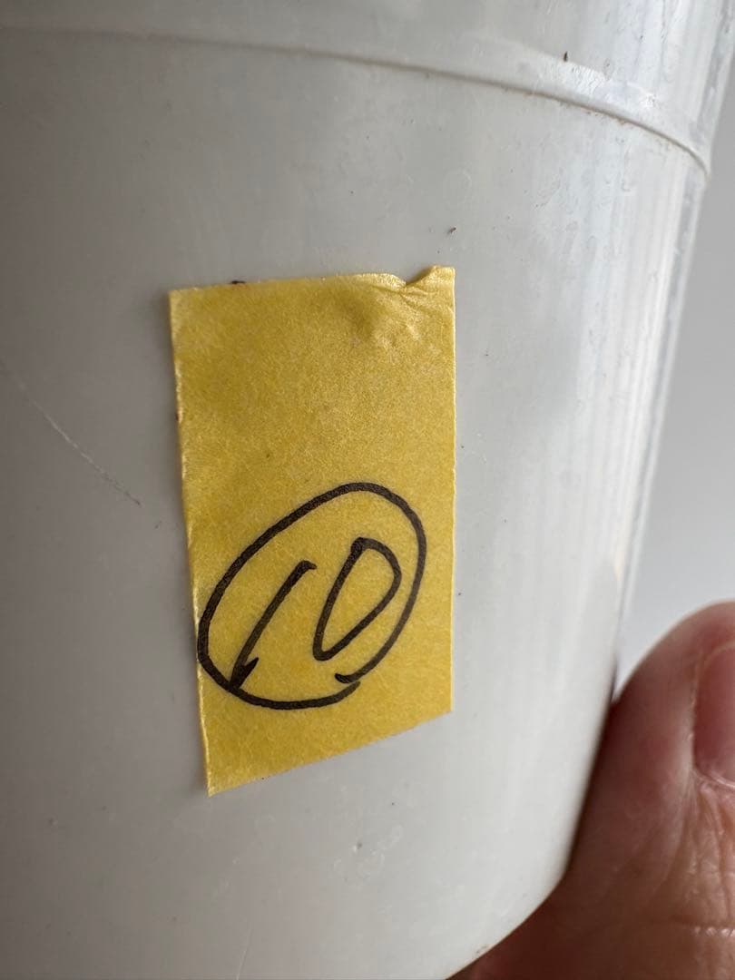 プレクトランサス セルレッセンス 4号 ⑩