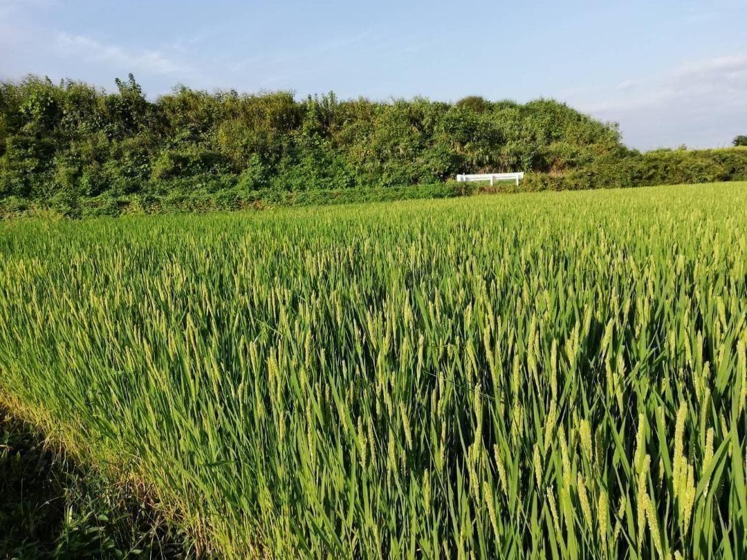 農薬不使用　7年産　ハッピーヒル（うるち）籾　1kg　種籾　陸稲