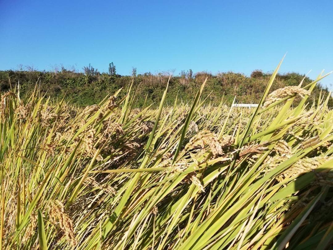 農薬不使用　7年産　ハッピーヒル（うるち）籾　1kg　種籾　陸稲